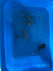 Acquario con pesci