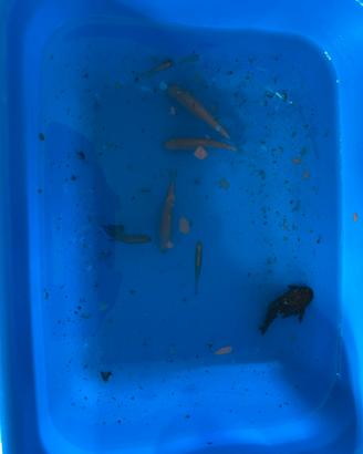 Acquario con pesci