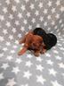 cavalier-king-charles-spaniel-cuccioli
