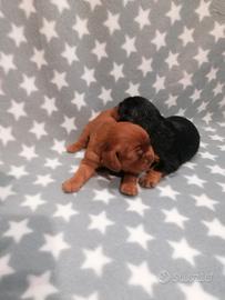Cavalier King Charles Spaniel cuccioli