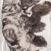 Gatti British Shorthair