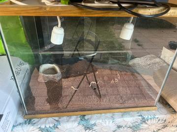 Teca per tartarughe