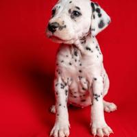 CUCCIOLI DALMATA con PEDIGREE Veneto
