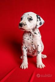 CUCCIOLI DALMATA con PEDIGREE Veneto