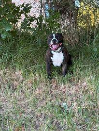 Staffy per monta