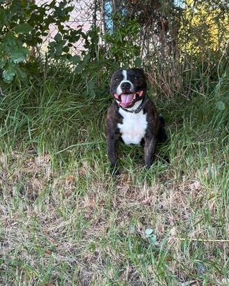 Staffy per monta