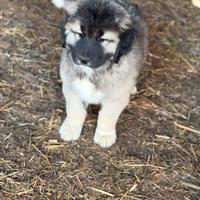Cucciolo pastore del Caucaso