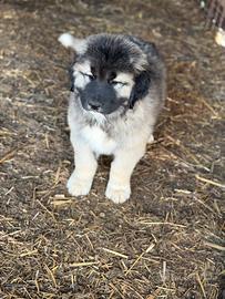 Cucciolo pastore del Caucaso