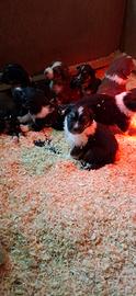 Cuccioli Pastore Australiano