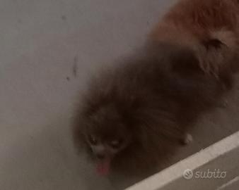 Spitz Pomerania mantello cioccolato