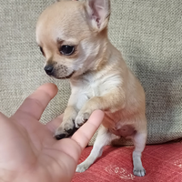 Cucciola di chihuahua mini pelo corto