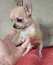 Cucciola di chihuahua mini pelo corto