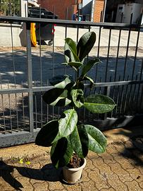 Ficus elastica