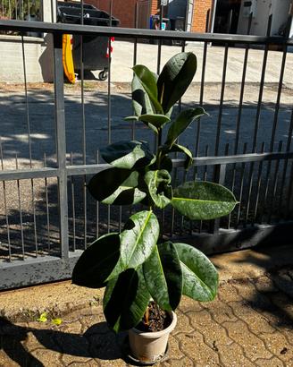 Ficus elastica