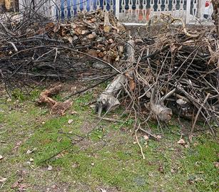 Legna da ardere gratis