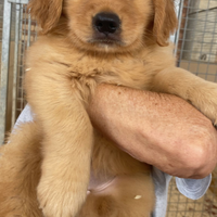 Cuccioli di Golden retriever americano