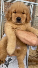 Cuccioli di Golden retriever americano