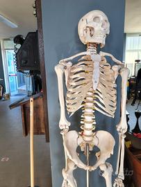 scheletro anatomico 