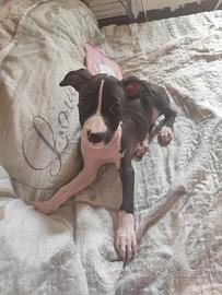 Amstaff