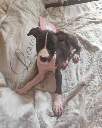 Amstaff