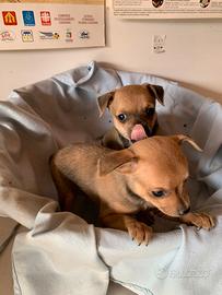 Cuccioli di Pinscher