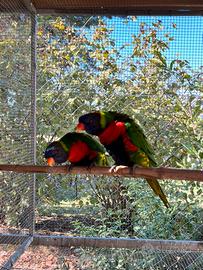 Lory arcobaleno