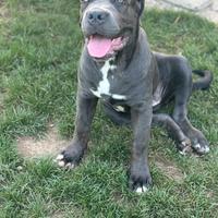 Cucciola cane corso grigia