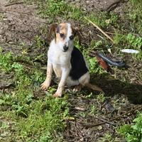 Cuccioli da caccia al coniglio/cinghiale