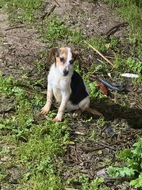 Cuccioli da caccia al coniglio/cinghiale