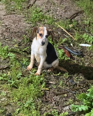 Cuccioli da caccia al coniglio/cinghiale