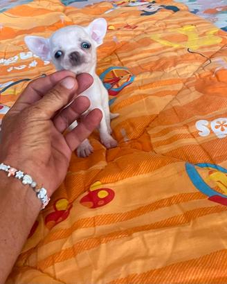 Chihuahua maschietto pelo corto con pedigree