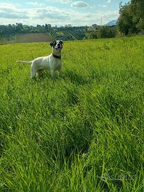 Cuccioli di dogo argentino e pittubul