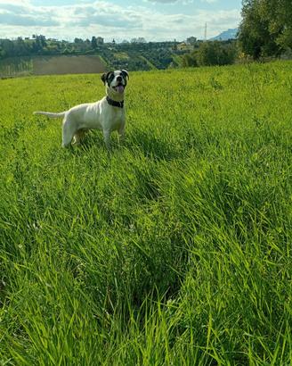 Cuccioli di dogo argentino e pittubul