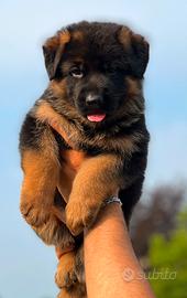 Splendidi cuccioli di pastore tedesco