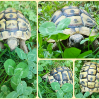Tartarughe di terra - Testudo THB