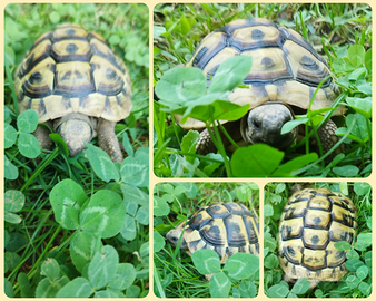 Tartarughe di terra - Testudo THB