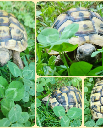 Tartarughe di terra - Testudo THB