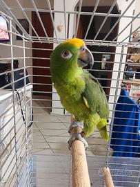 Pappagallo