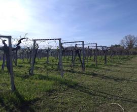 Terreno Agricolo - Giulianova