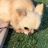 Maschio chihuahua a pelo lungo Pedigree ENCI