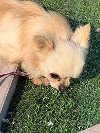 Maschio chihuahua a pelo lungo Pedigree ENCI