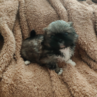 Fratellini pechinesi imperiali