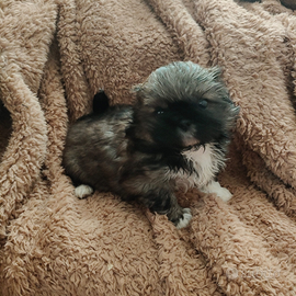 Fratellini pechinesi imperiali