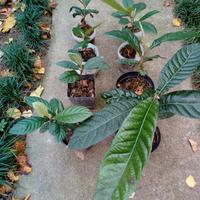 Piante di Nespole del Giappone