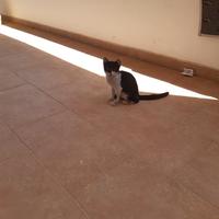Gattino coccolone