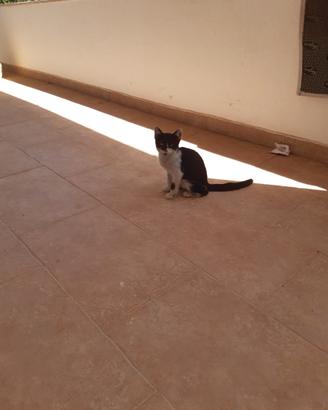 Gattino coccolone