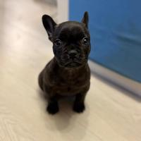 Bulldog francese