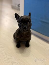 Bulldog francese