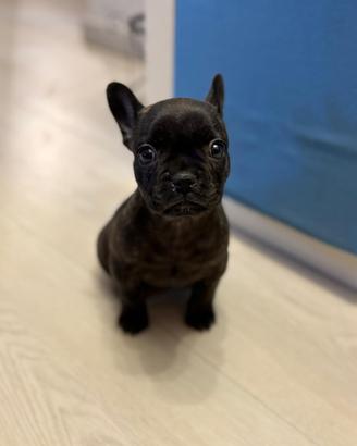Bulldog francese