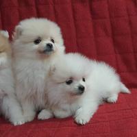 Spitz Pomerania bianco
